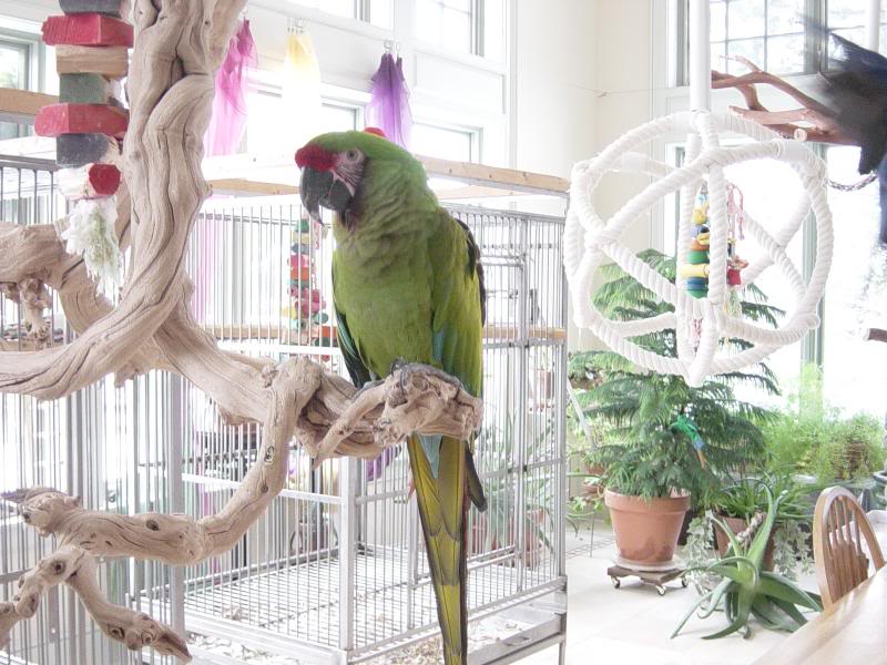 chebo sitting pretty