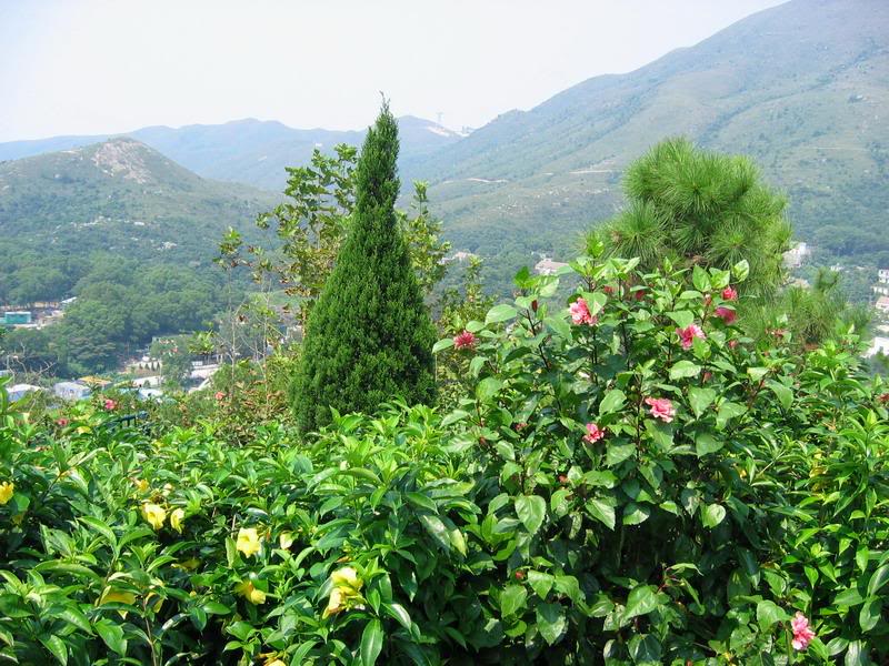 LANTAU ISLAND - Flowers around the Big Buddha