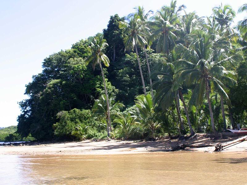 The fortress completely hidden in the jungle before I d...