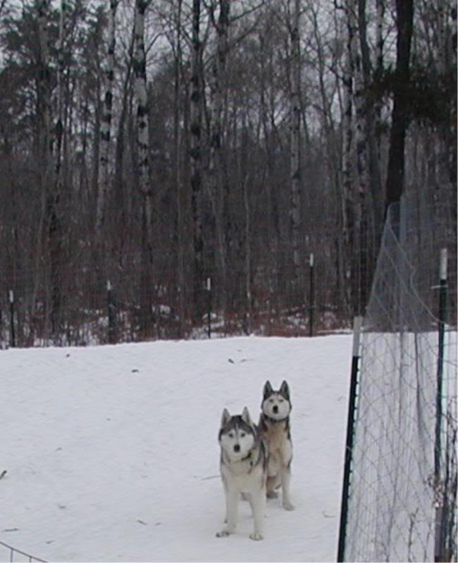 Steger (L) and Sugar