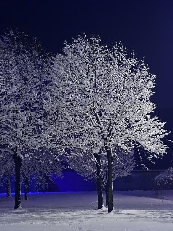 004 - Frozen friends