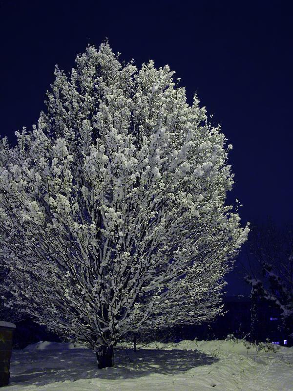 009 - The white puff