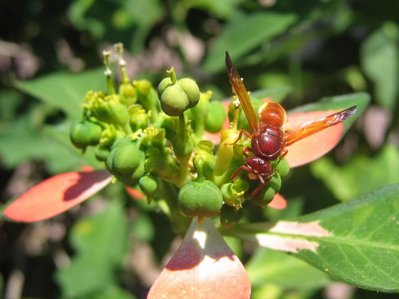 03 - Bees and Wasps at Work