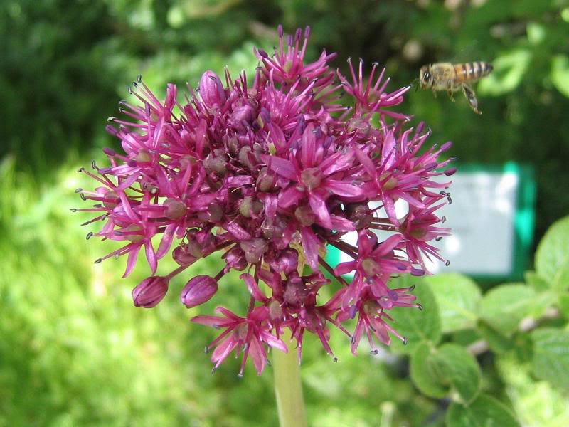 04 - Bees and Wasps at Work