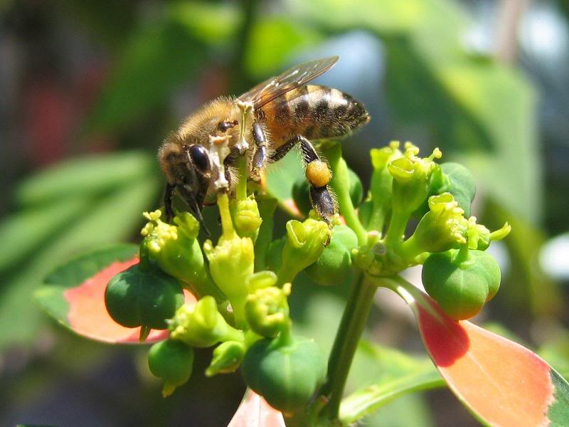 05 - Bees and Wasps at Work