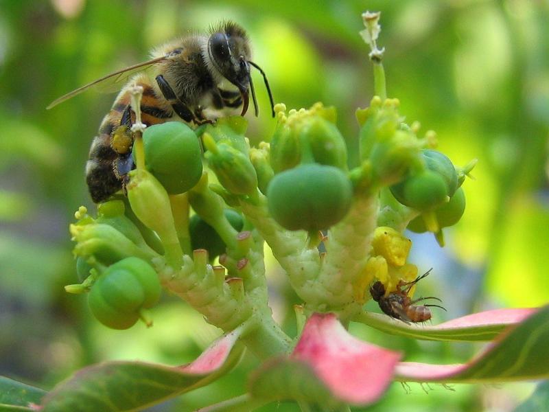 07 - Bees and Wasps at Work