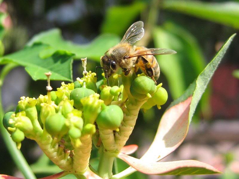 10 - Bees and Wasps at Work
