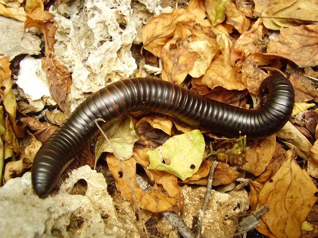 A milipede