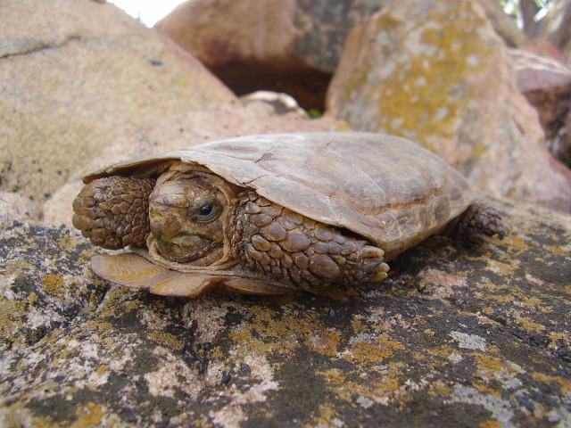 Pancake tortoise 2