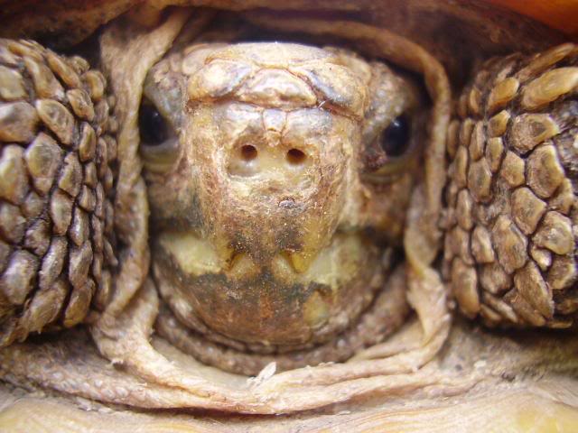 Pancake tortoise