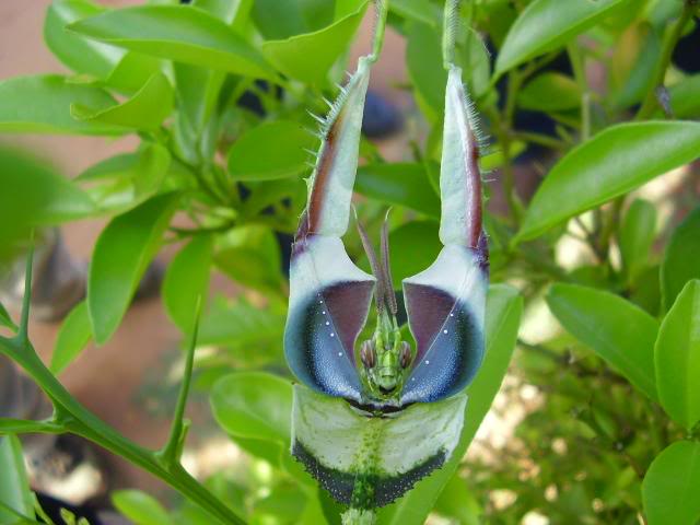 Praying mantis display