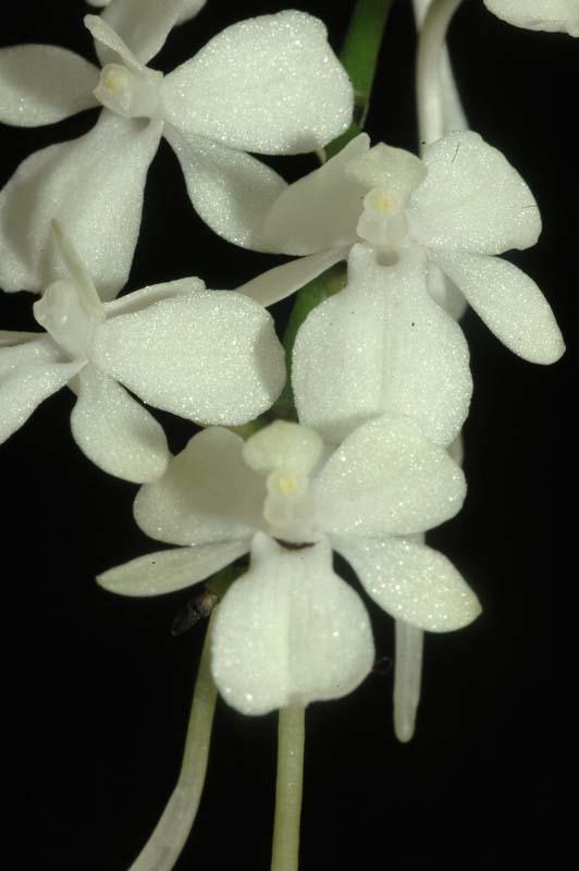 Aerangis citrata 102.copy