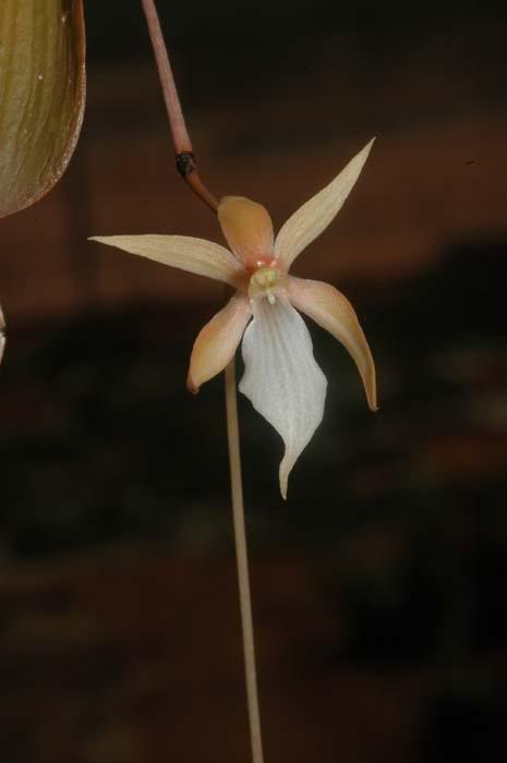 Aerangis fuscata