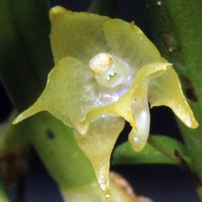Aeranthes adenopoda