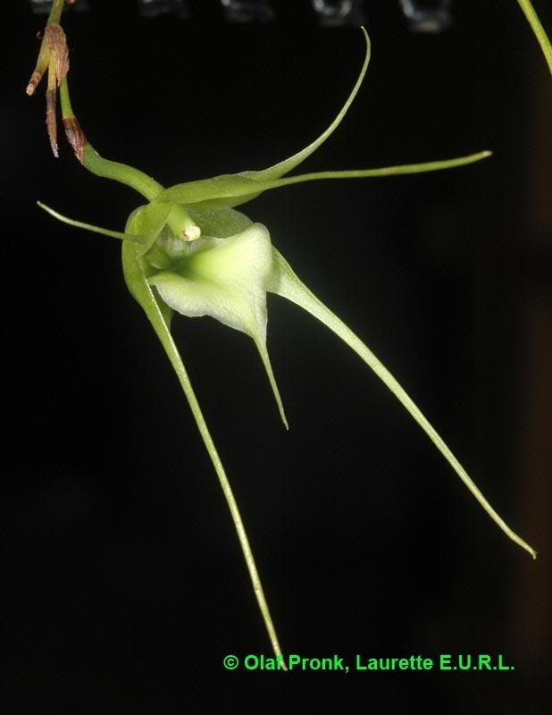 Aeranthes caudata