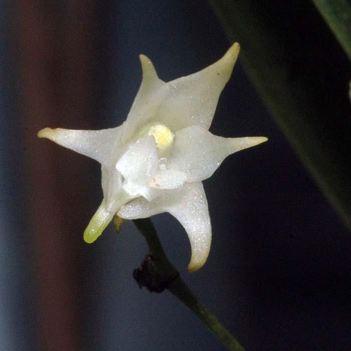 Aeranthes cf. albidiflora