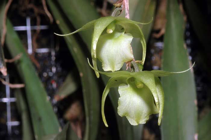 Aeranthes denticulata flowers