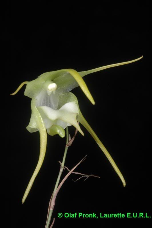Aeranthes grandiflora
