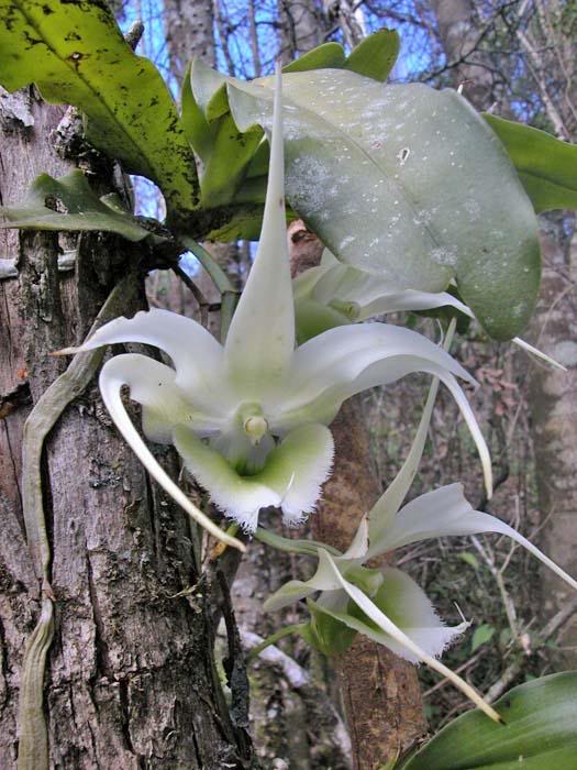 Aeranthes henrici in situ flowering