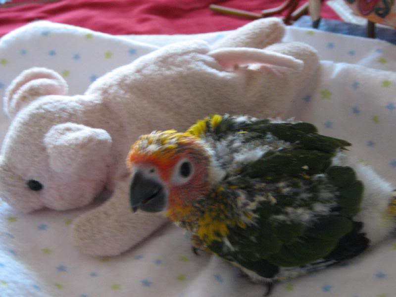 sun-conure-3