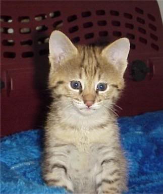 Male Savannah Kitten