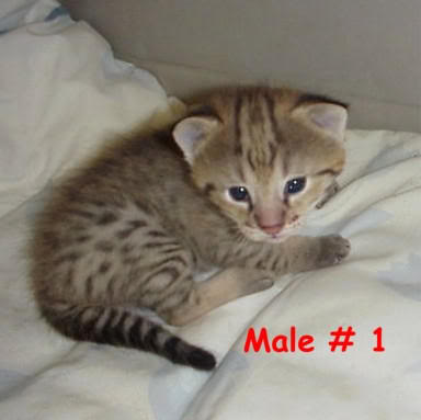 SAVANNAH KITTEN