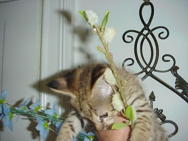 Savannah Kitten
