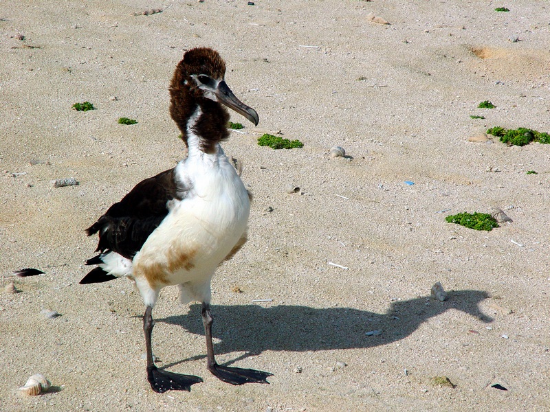 Juvenile Albatross