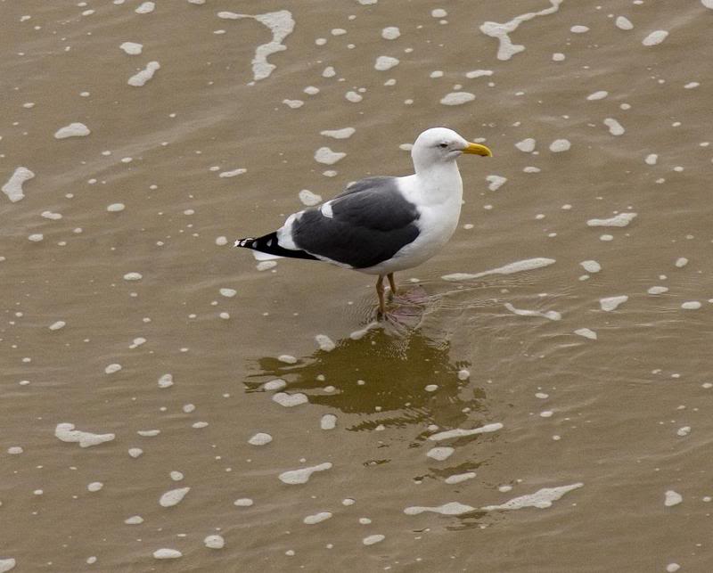 Sea Gull