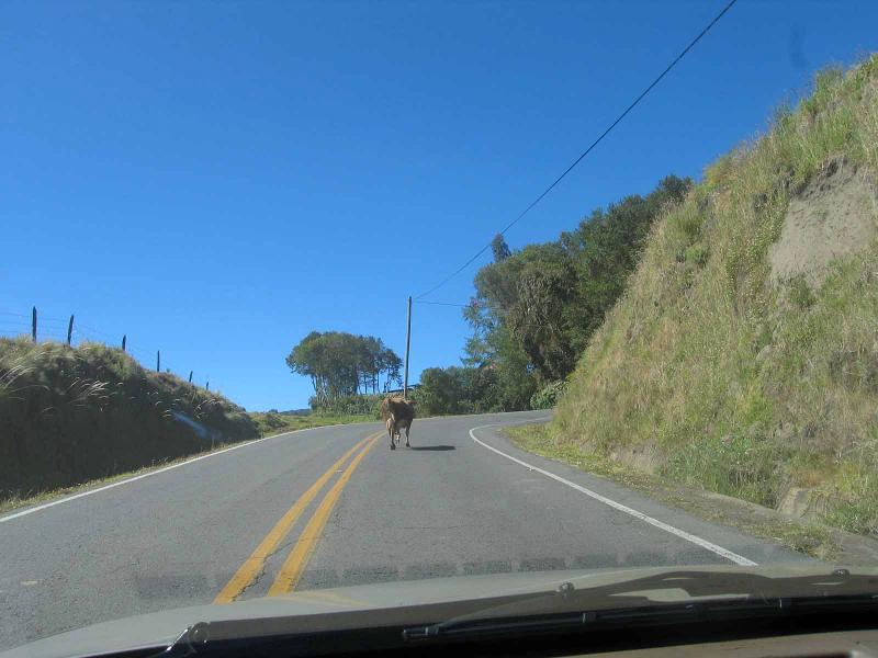 Iraz�_3_vaca_vi ajera