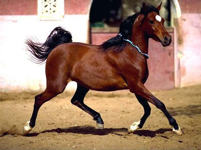 bay arab pony