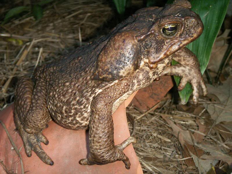 Bufo Marinus