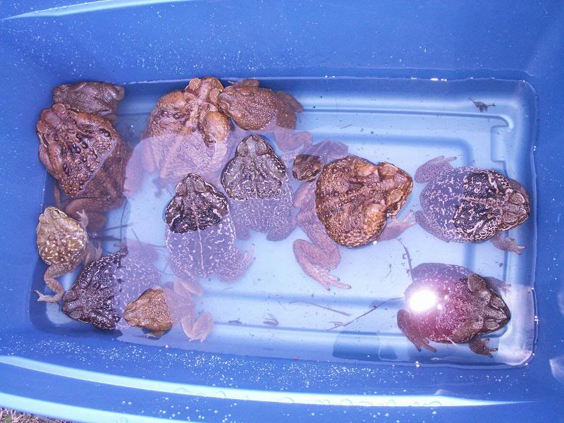 Tub of Toads