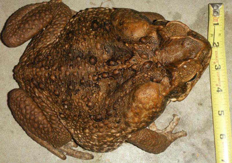 giant toad 2
