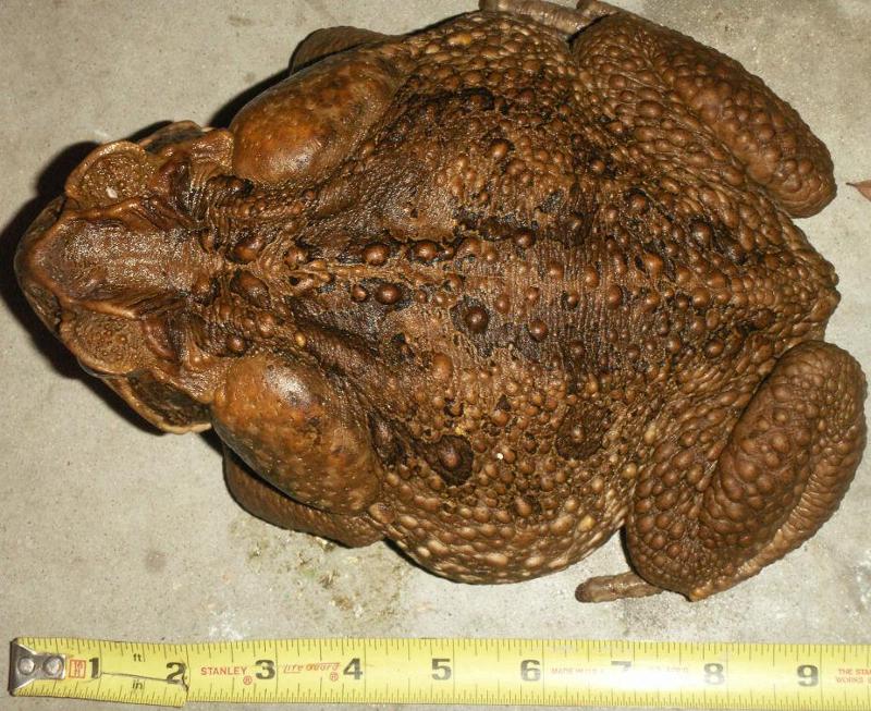 giant toad 3