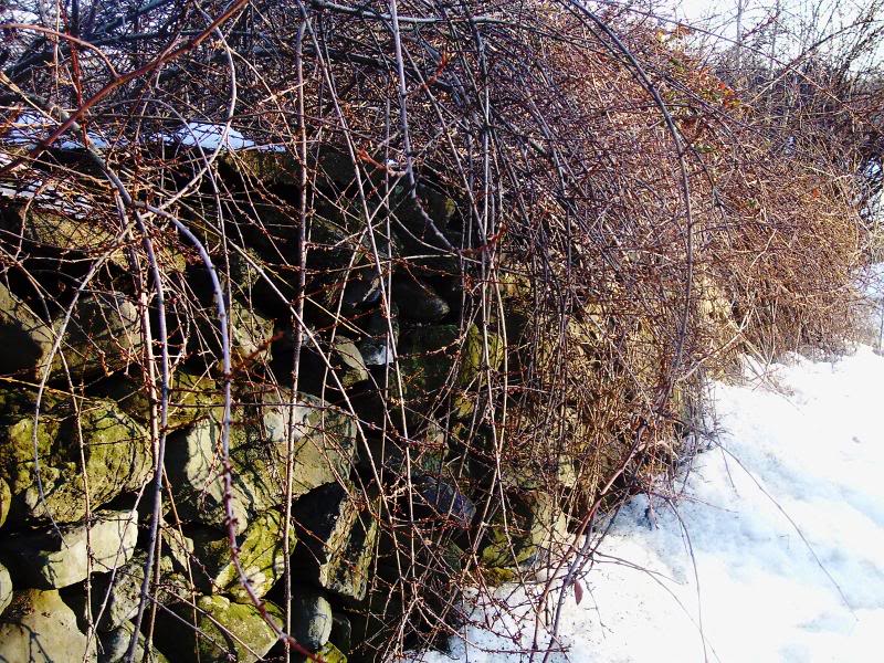 stone wall with bittersweet vines
