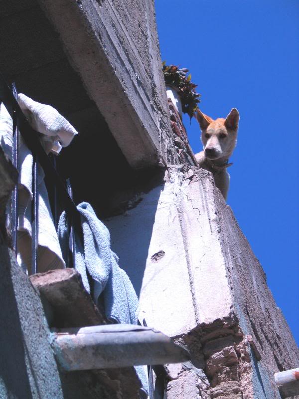 dog on roof