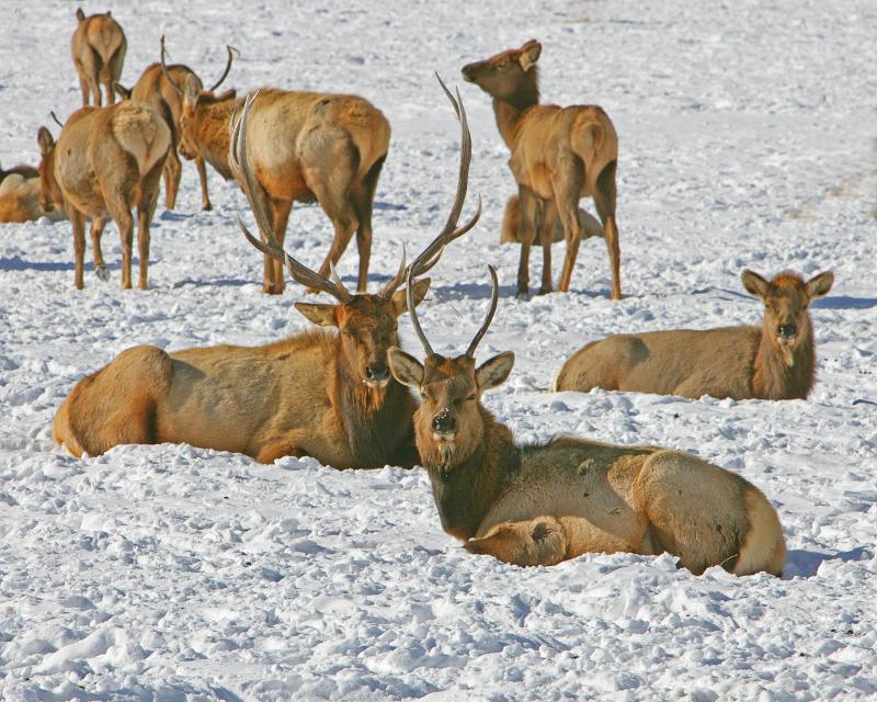 Elk in National Refuge 3