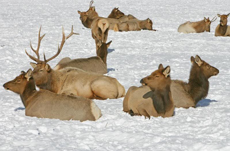 Elk in National Refuge 4