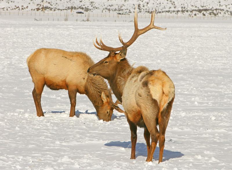 Elk in National Refuge 5