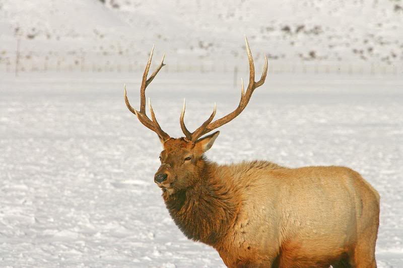 Elk in National Refuge 6