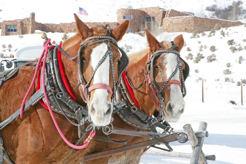 Elk in National Refuge 9