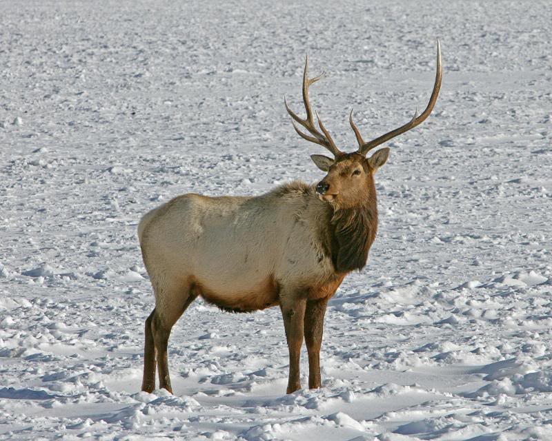 Elk outside Jackson Hole 1