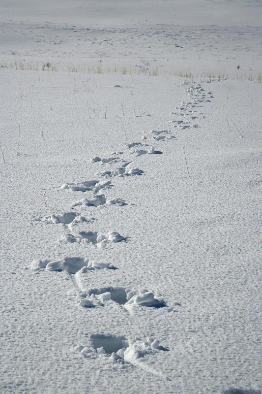 Footprints in the snow