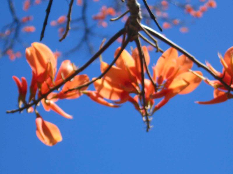 SJ_Tib�s_por�-e xtranjero_2