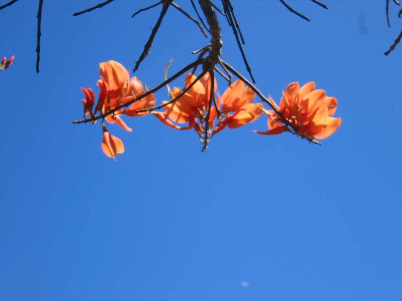 SJ_Tib�s_por�-e xtranjero_3