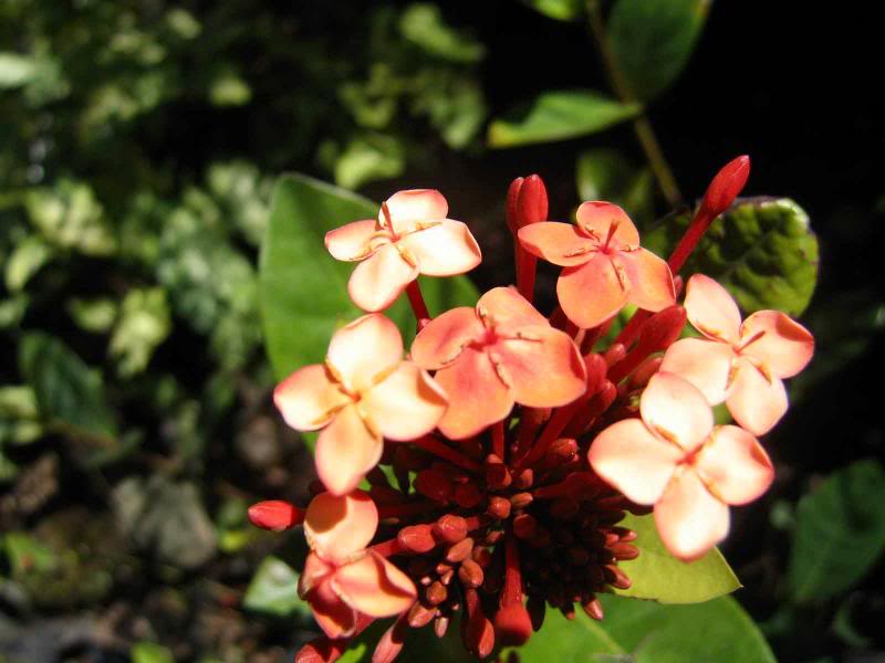 SJ_ViveroGaby-1 _B-Virginia-Tib as