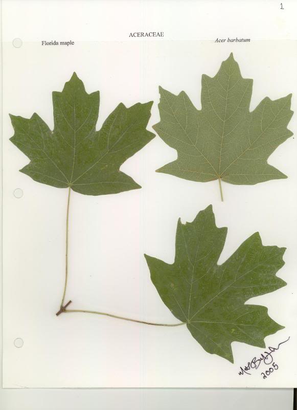 Florida maple