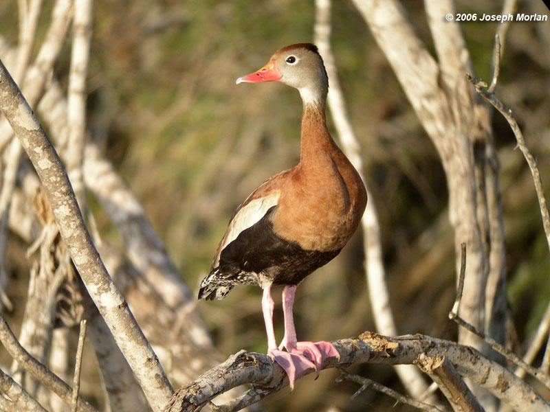 Black-bellied Whistling-Duck (Dendrocygna autumnalis fu...