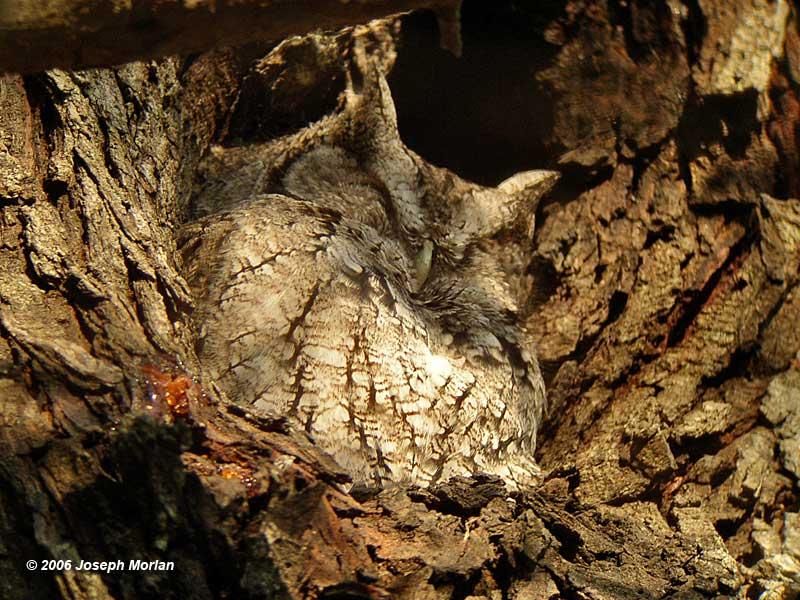 Eastern Screech-Owl (Megascops asio mccallii)